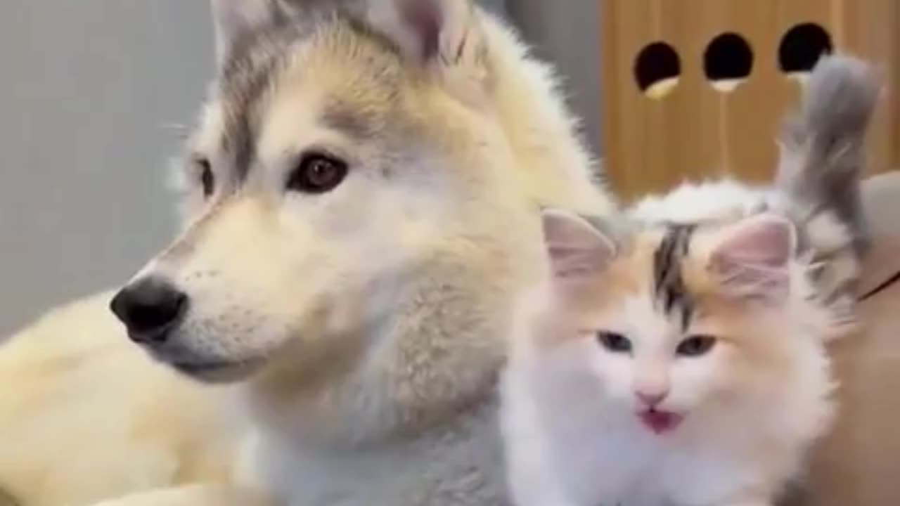 Take a moment. Because these ears must taste particularly delicious...