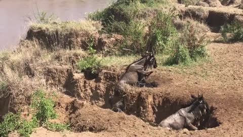 Serengeti