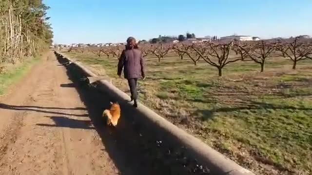 Go go La la dog 🐶