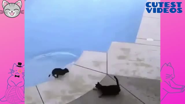 Cat kicking his brother to the pool