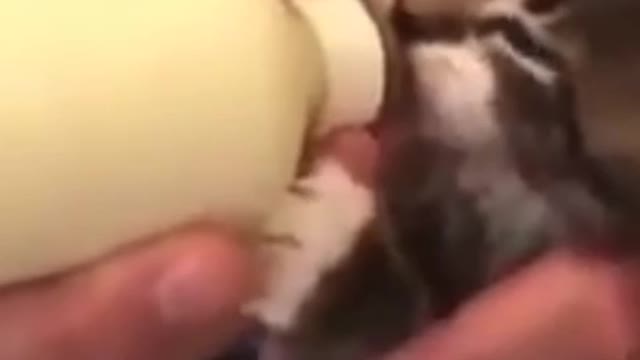 Cat drinking milk.