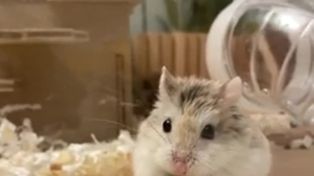 Hamster cute snack mukbang