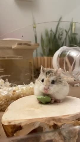 Hamster cute snack mukbang