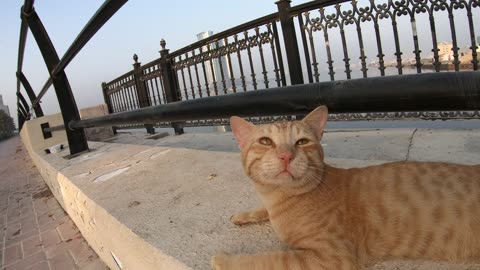 ED SHEERAN & MICHAEL JACKSON - Homeless cats in Ras Al Khaimah, UAE #cat #EdSheeran #MichaelJackson