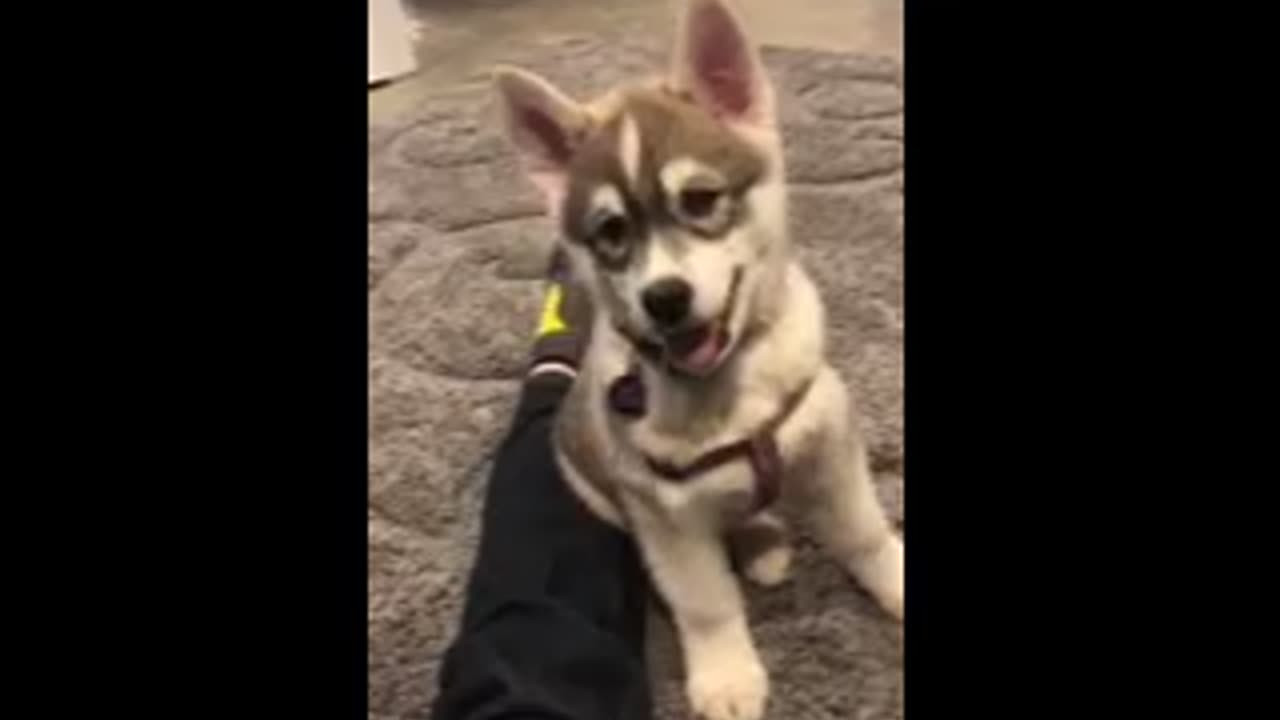 Husky puppy