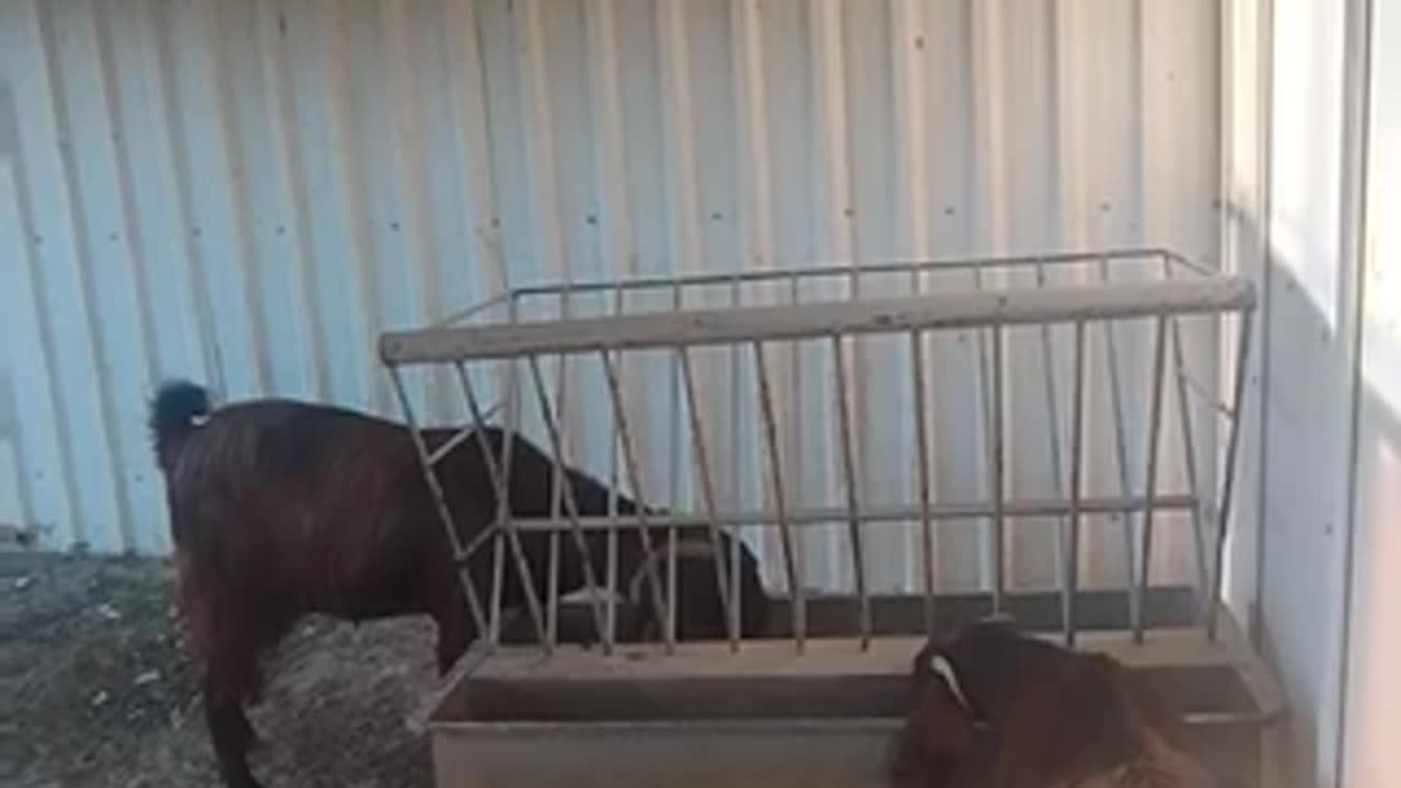 Funny video Goats!