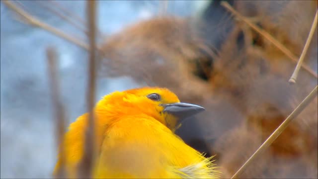 Taveta Weaver Close-Up