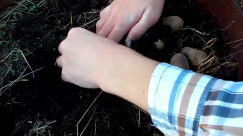 Fall potato harvest