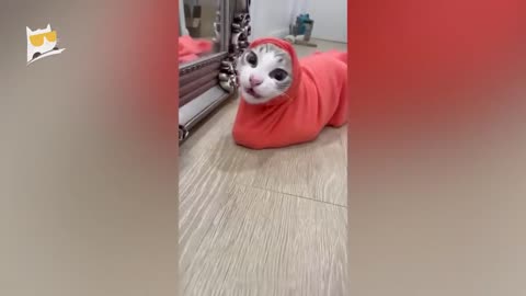 The funniest video about animals ever