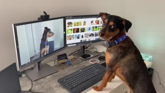 Slacking on a video call #RangerDanger