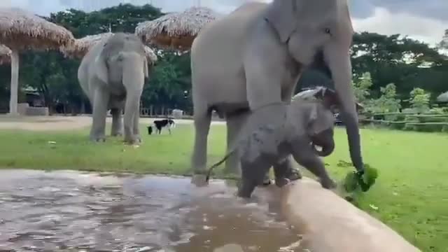 baby elephant playing football 🐘 small Ronaldo