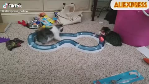 Cats play with balls