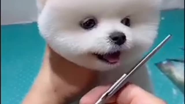 cute dog video 🤩 check in description for dog product 🐕‍🦺🐕‍🦺