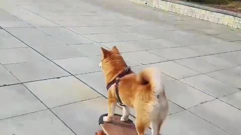 SkateDog 20