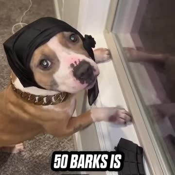 50 Barks hahahahaha