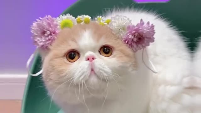 Please comment on my cat
