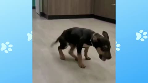 Dog dancing funny