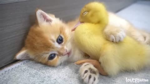 Kitten and little duck __ The cutest couple you've ever seen