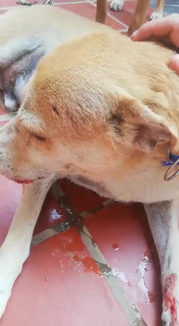 cruel acto para estos animales