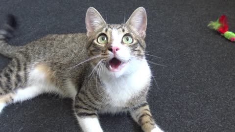 Kitten Carries Toy in His Teeth Like a Dog