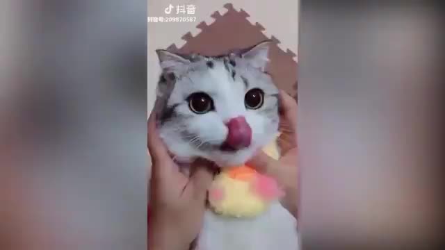 Cute cat run