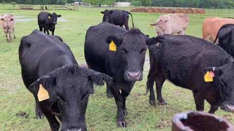 45- Young Black/Charx/Red pair/Heavy bred.