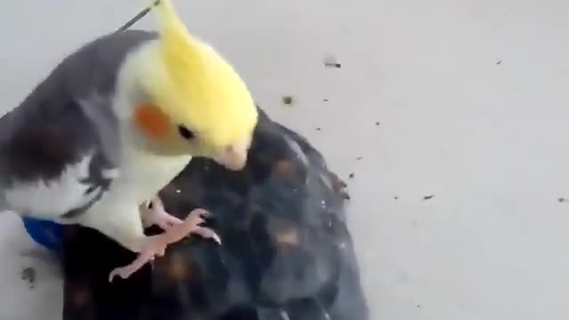 Cute cockatiel strolling with tortoise!!