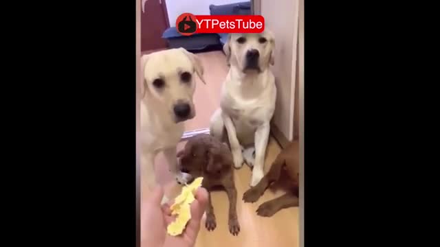 Try Not to Laugh - Puppies Edition #41