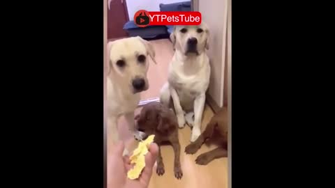 Try Not to Laugh - Puppies Edition #41