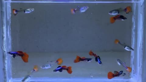 Small fish play foraquarium...