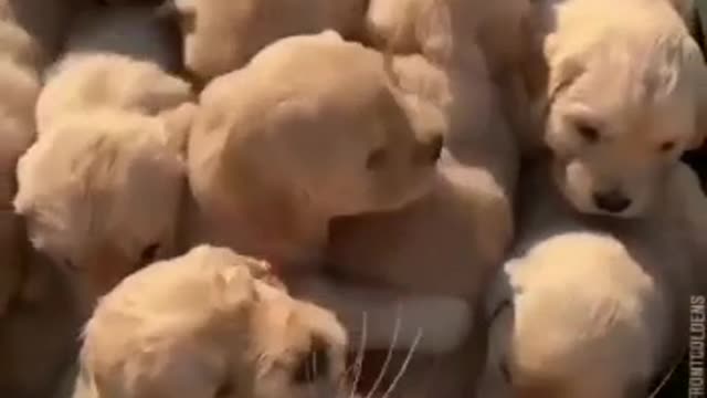 Golden Retriever Mom Protecting Her Puppies & Showing Love