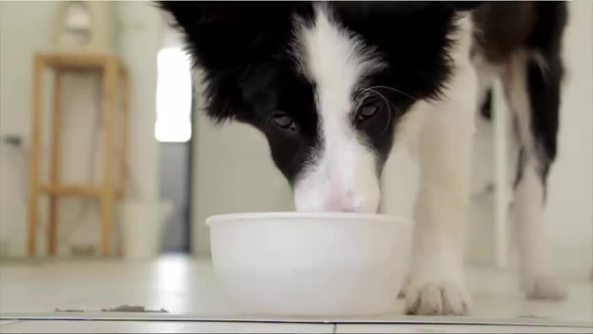 Cachorro Elvinbebendo agua