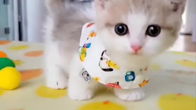 Meow Meow Kitten