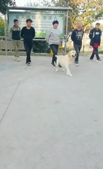 .Dog wants to dance with us 😅 #shorts