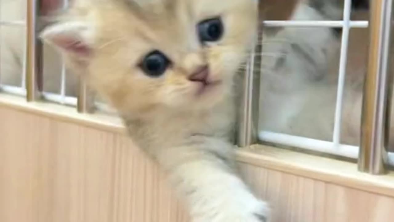 brave kitten