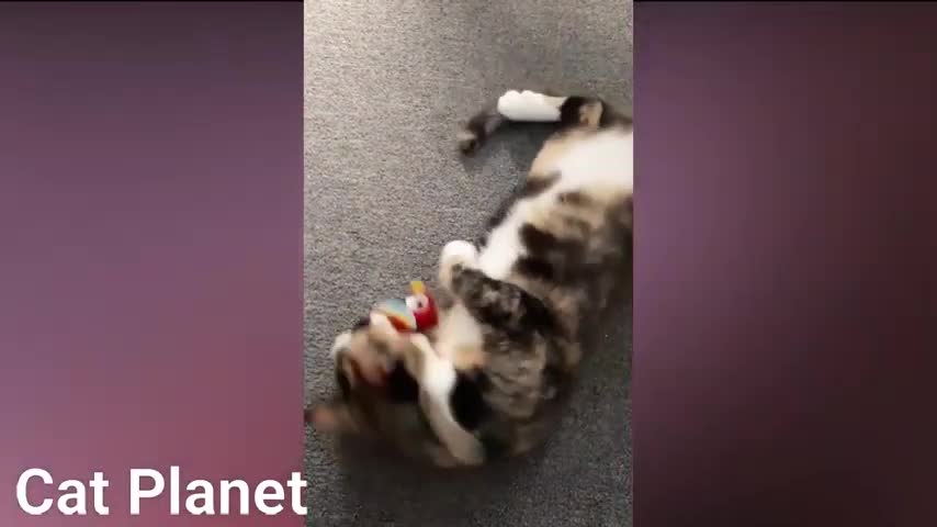 Cat Planet funny video