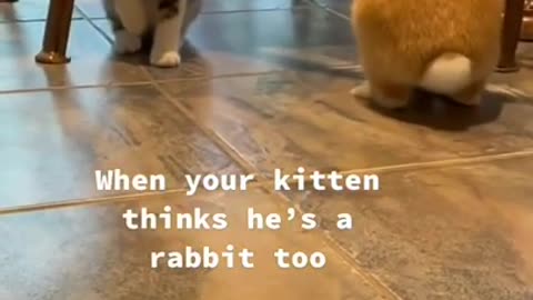 When The Cat Thought of Itself as a Rabbit #shorts #viral #shortsvideo #video