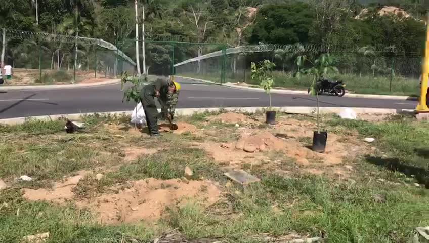 Con siembra de árboles y limpieza de quebrada se celebró el día mundial del medio ambiente