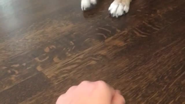 Brown and black puppy tries to catch mans fist