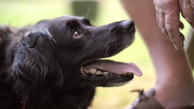 Black Dog Showing Love To His Owner