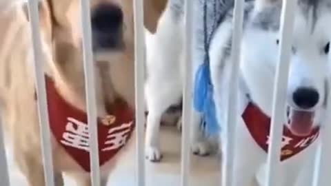 Scared Dogs (Funny Dog Video)