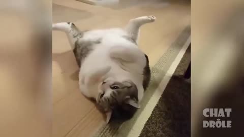 funny very funny cat