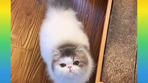 Cute and Funny Cat Videos