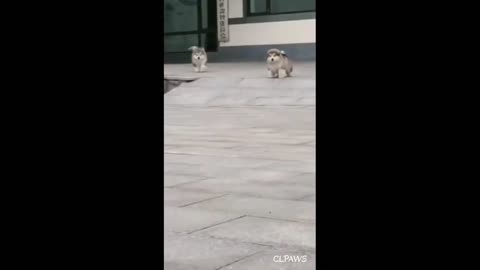 Furball babies Cute dog videos