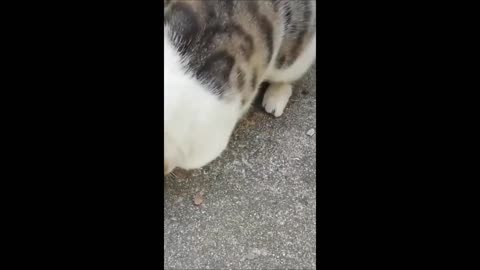 Epic Animal Comedy Compilation
