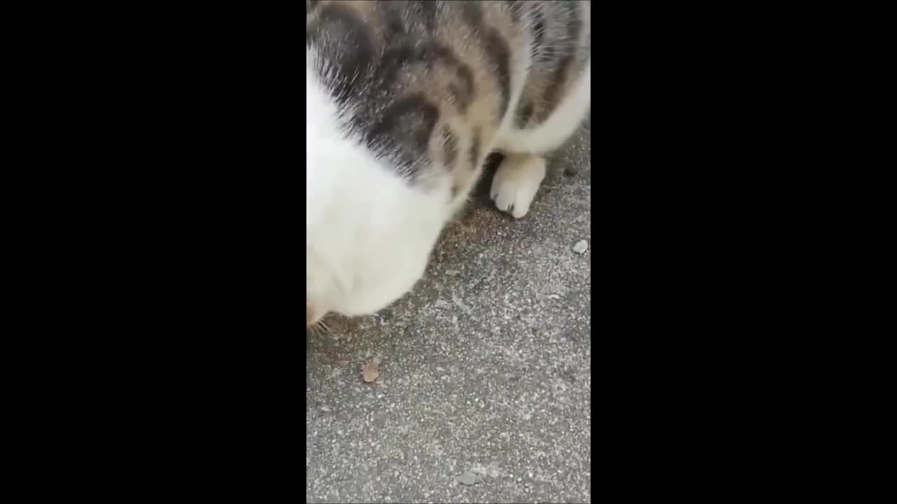 Epic Animal Comedy Compilation