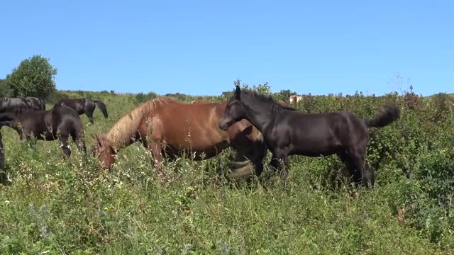 A black stallion with his school of horses.