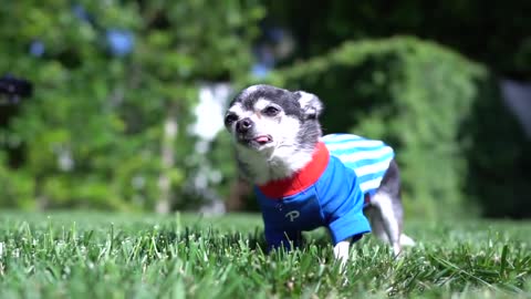 Marbles the Dog get's 11 Shirts for 11th Birthday!