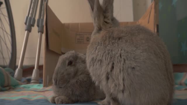 The Grooming Rabbit and the Space out Rabbit