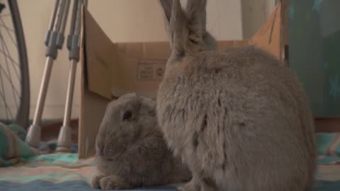 The Grooming Rabbit and the Space out Rabbit